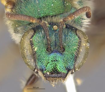 Media type: image;   Entomology 548 Aspect: head frontal view